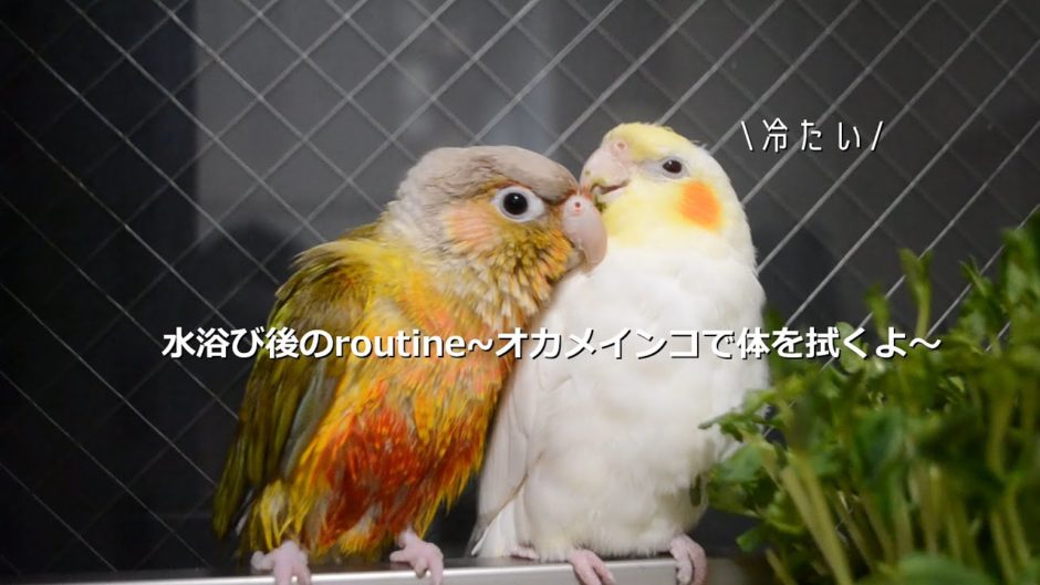 水浴び後はオカメインコで暖をとるウロコインコ【birb】Parakeet wiping body with cockatiel after  bathing. | オカメインコ大百科